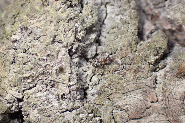 Liometopum microcephalum - tölgyfahangya