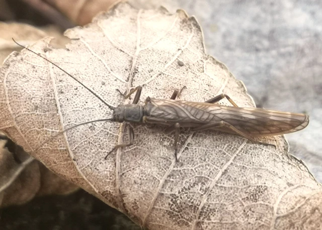 Plecoptera - Álkérészek