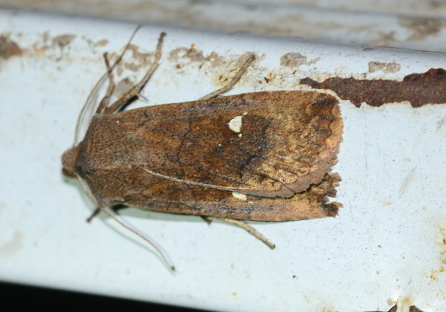 Eupsilia transversa - holdacskás télibagoly