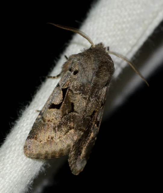Orthosia gothica - feketefoltos barkabagoly