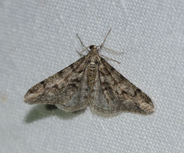 Agriopis leucophaearia - tölgy-tavasziaraszoló