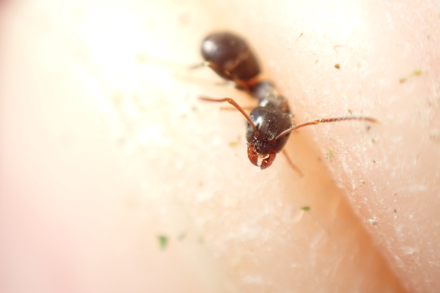Lasius platythorax - erdei feketehangya