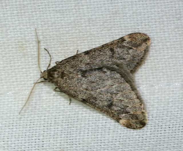 Alsophila aescularia - vadgesztenye-araszoló