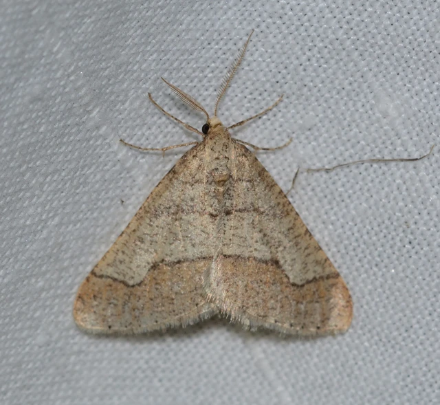 Agriopis marginaria - sárgás téliaraszoló