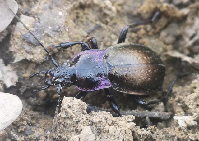 Carabus nemoralis - ligeti futrinka