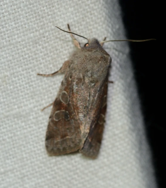 Orthosia incerta - változékony barkabagoly