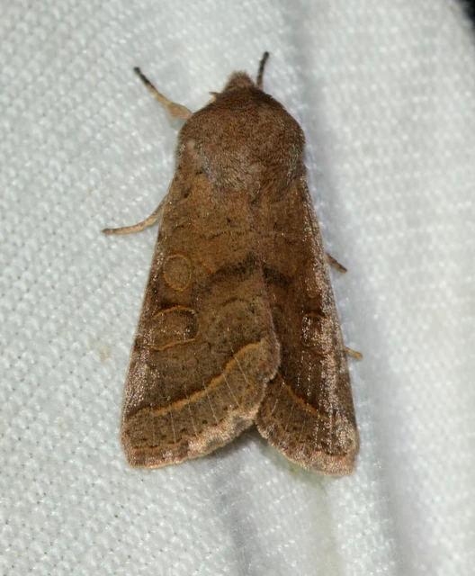 Orthosia cerasi - közepes barkabagoly
