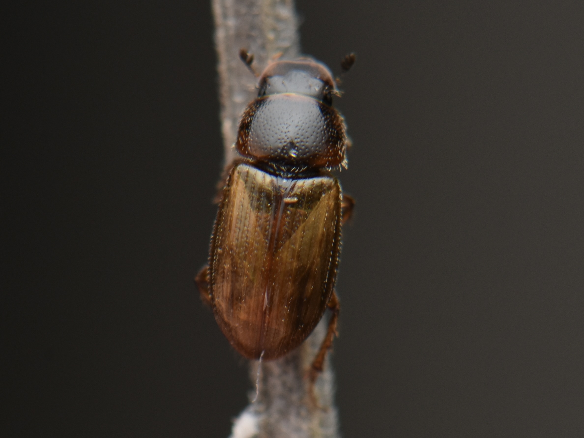 Euheptaulacus porcellus
