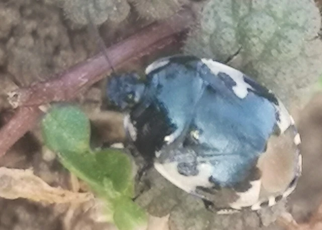 Tritomegas bicolor - foltos földipoloska