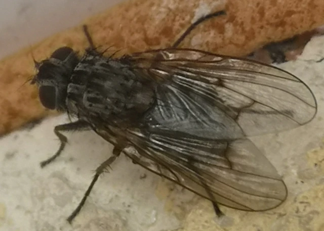 Diptera - Kétszárnyúak