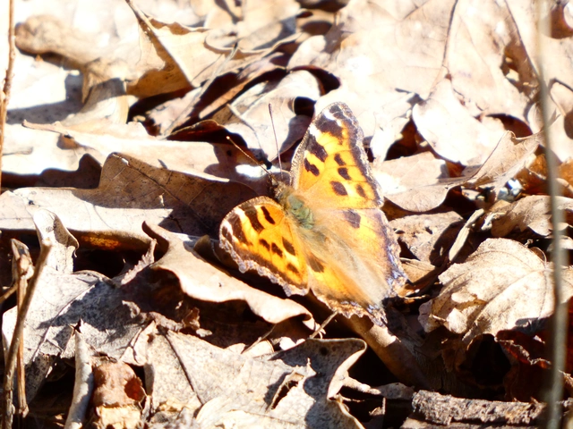 Nymphalis xanthomelas - vörös rókalepke