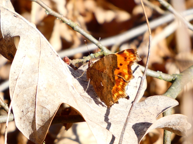 Nymphalis c-album - C-betűs lepke