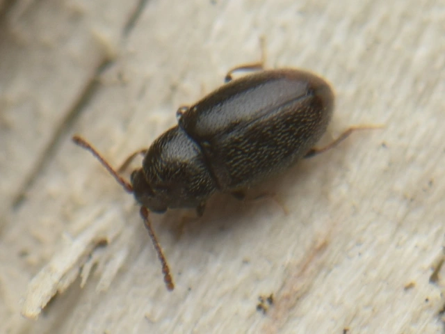 Cryptophagidae - penészbogárfélék