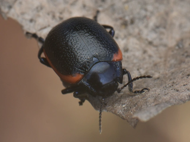 Chrysolina rossia - trapézhátú szegélyeslevelész