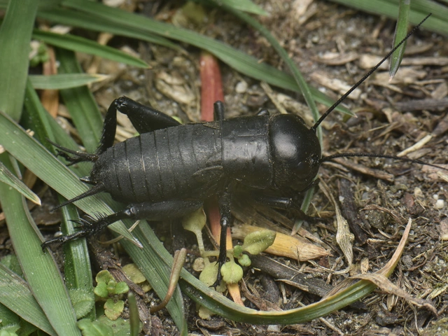 Gryllus campestris - mezei tücsök Gryllus campestris - mezei tücsök