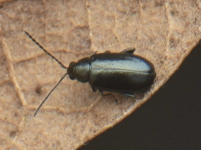 Phyllotreta nigripes - feketecsápú káposzta-földibolha