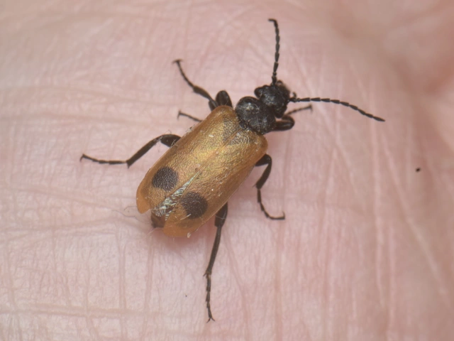 Apalus bimaculatus - kétfoltos élősdibogár