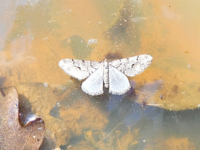 Agriopis leucophaearia - tölgy-tavasziaraszoló