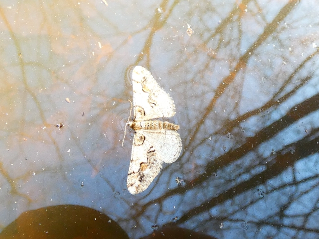 Agriopis leucophaearia - tölgy-tavasziaraszoló