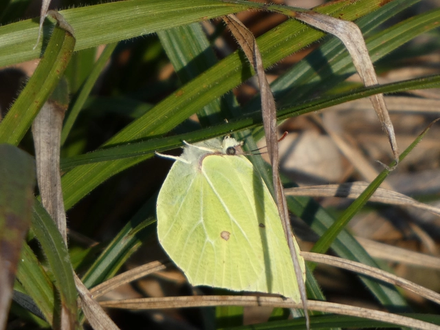 Gonepteryx rhamni - citromlepke