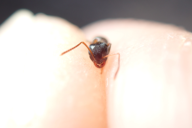 Lasius platythorax - erdei feketehangya