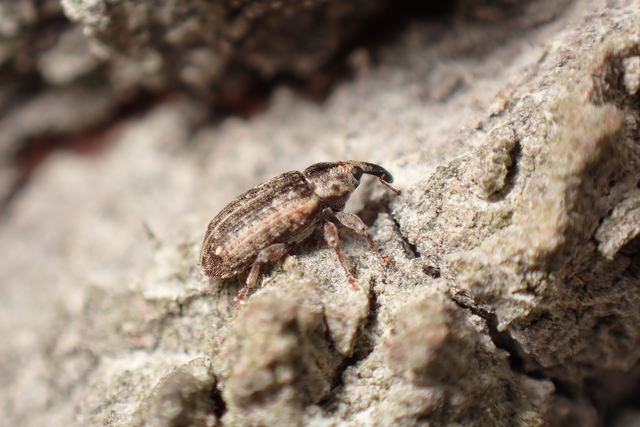 Dorytomus ictor - szegélyes hangormányos
