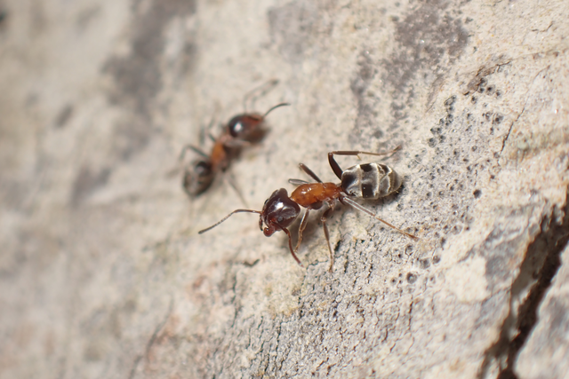 Liometopum microcephalum - tölgyfahangya
