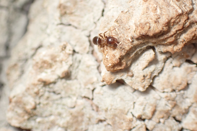 Lasius brunneus - rozsdáshátú feketehangya