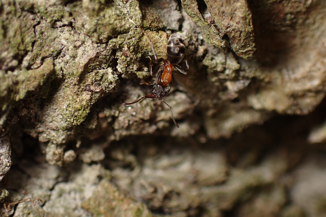 Liometopum microcephalum - tölgyfahangya