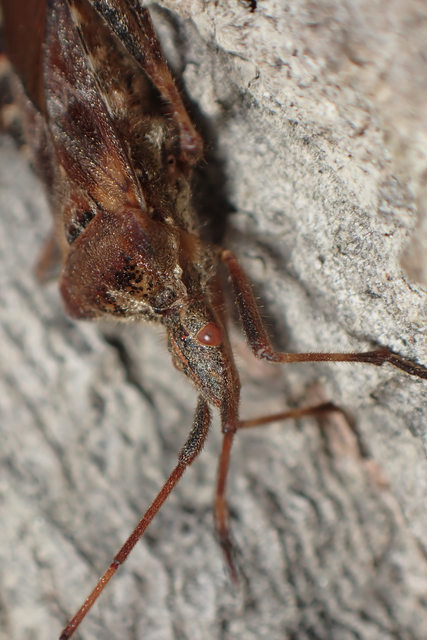 Leptoglossus occidentalis - nyugati levéllábú poloska Leptoglossus occidentalis - nyugati levéllábú poloska