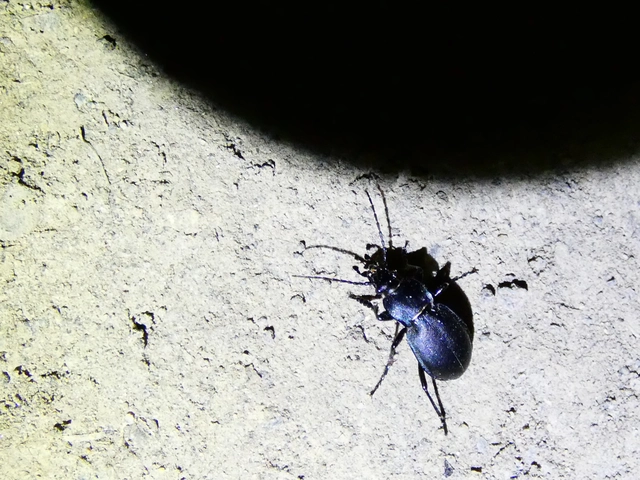 Carabus convexus - selymes futrinka