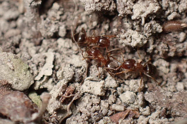 Lasius brunneus - rozsdáshátú feketehangya