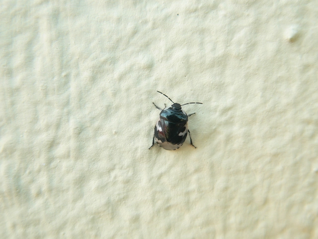 Tritomegas bicolor - foltos földipoloska