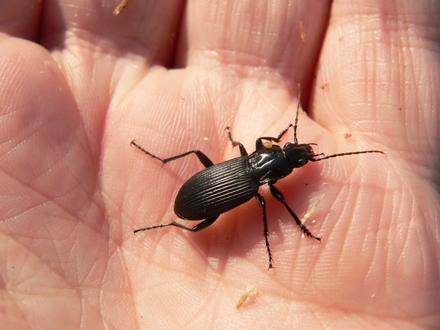 Pterostichus niger - komor gyászfutó