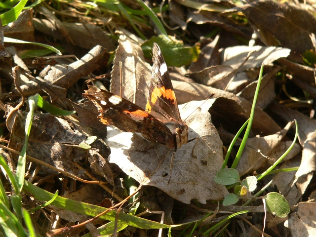 Vanessa atalanta - atalantalepke