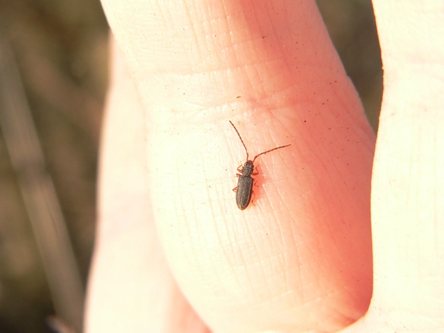 Uleiota planatus - hosszúcsápú fogasnyakú-lapbogár