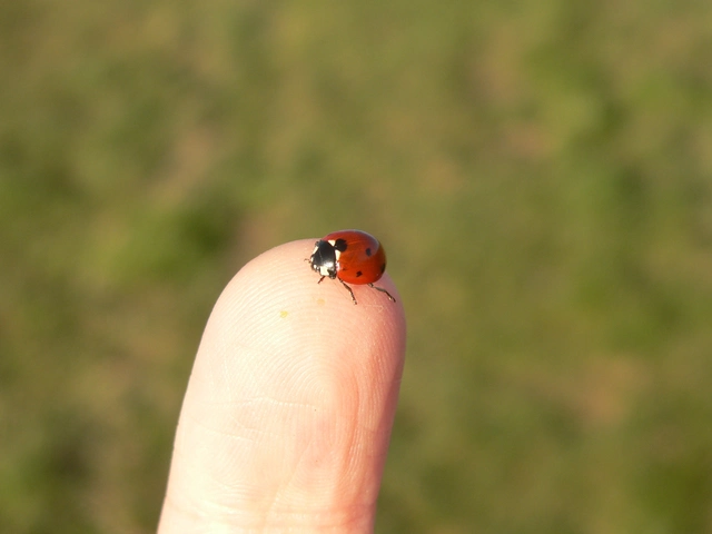 Coccinella septempunctata - hétpettyes katica