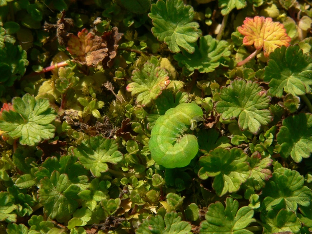 Phlogophora meticulosa - vándorló csipkésbagoly