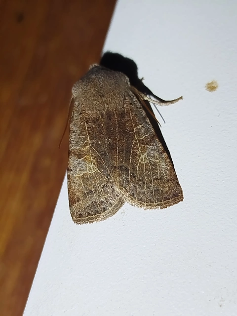 Conistra rubiginosa - szürke télibagoly