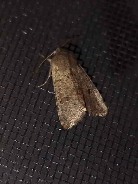 Orthosia cruda - kis barkabagoly