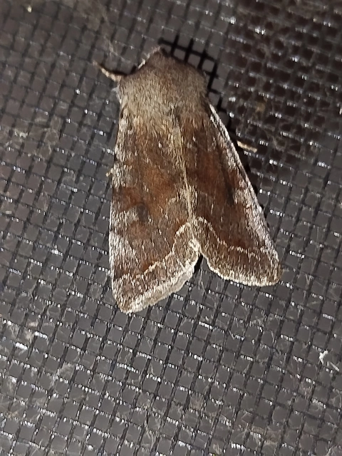 Orthosia incerta - változékony barkabagoly