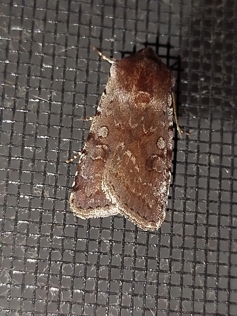 Cerastis rubricosa - vörhenyes tavaszibagoly