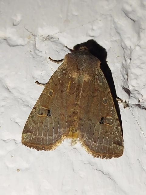 Conistra erythrocephala - vörösfejű őszibagoly