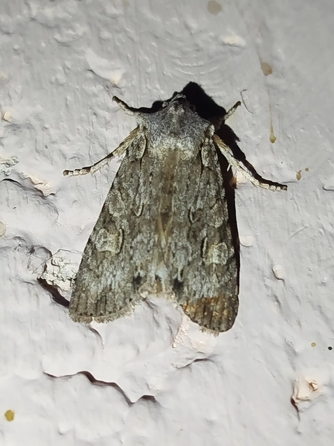 Lithophane ornitopus - közönséges fabagoly