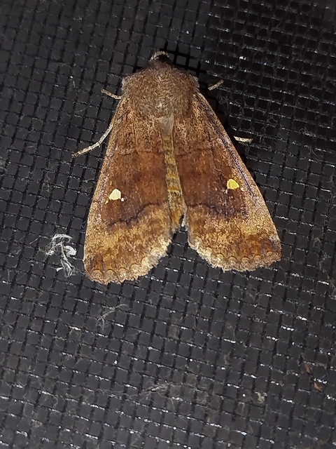 Eupsilia transversa - holdacskás télibagoly