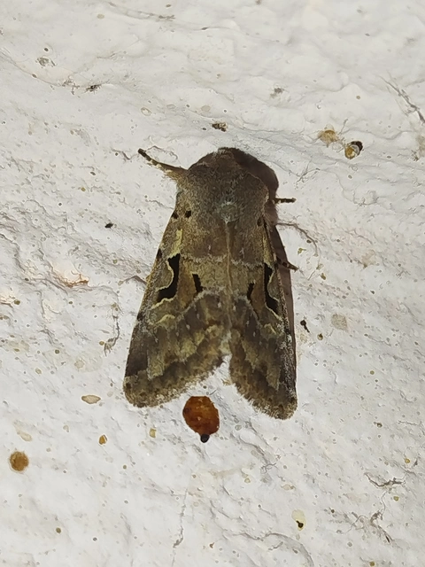 Orthosia gothica - feketefoltos barkabagoly