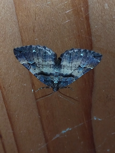 Earophila badiata - csipkerózsa-araszoló