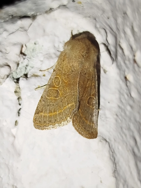 Orthosia cerasi - közepes barkabagoly