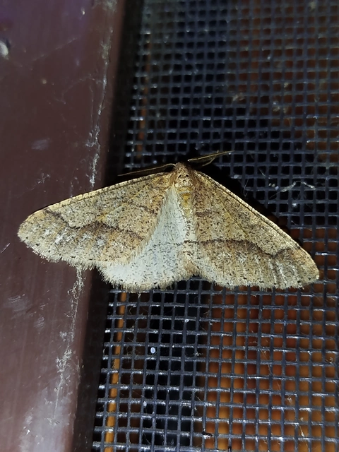 Agriopis marginaria - sárgás téliaraszoló