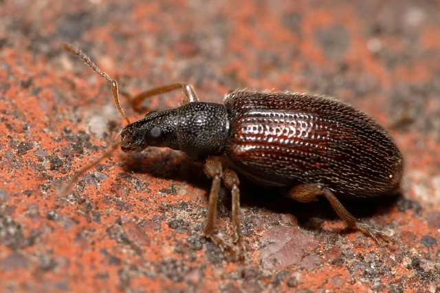 Phyllobius oblongus - közönséges levélormányos